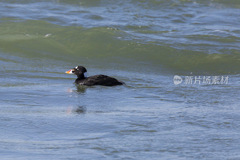 冲浪滑板(Melanitta perspicillata)马里兰州海洋城